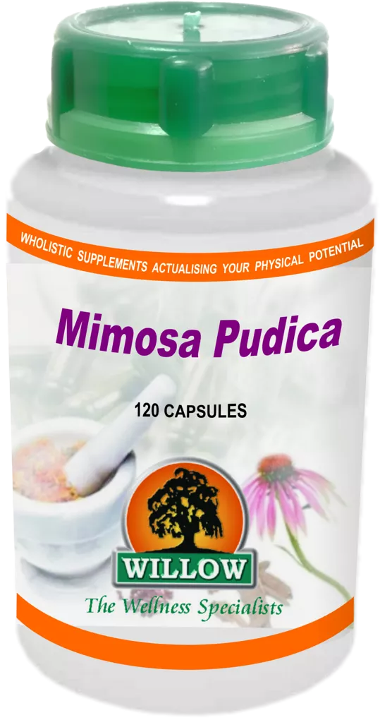 Mimosa Pudica